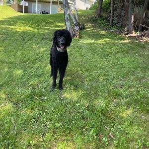 Meet your Posher, Tanner